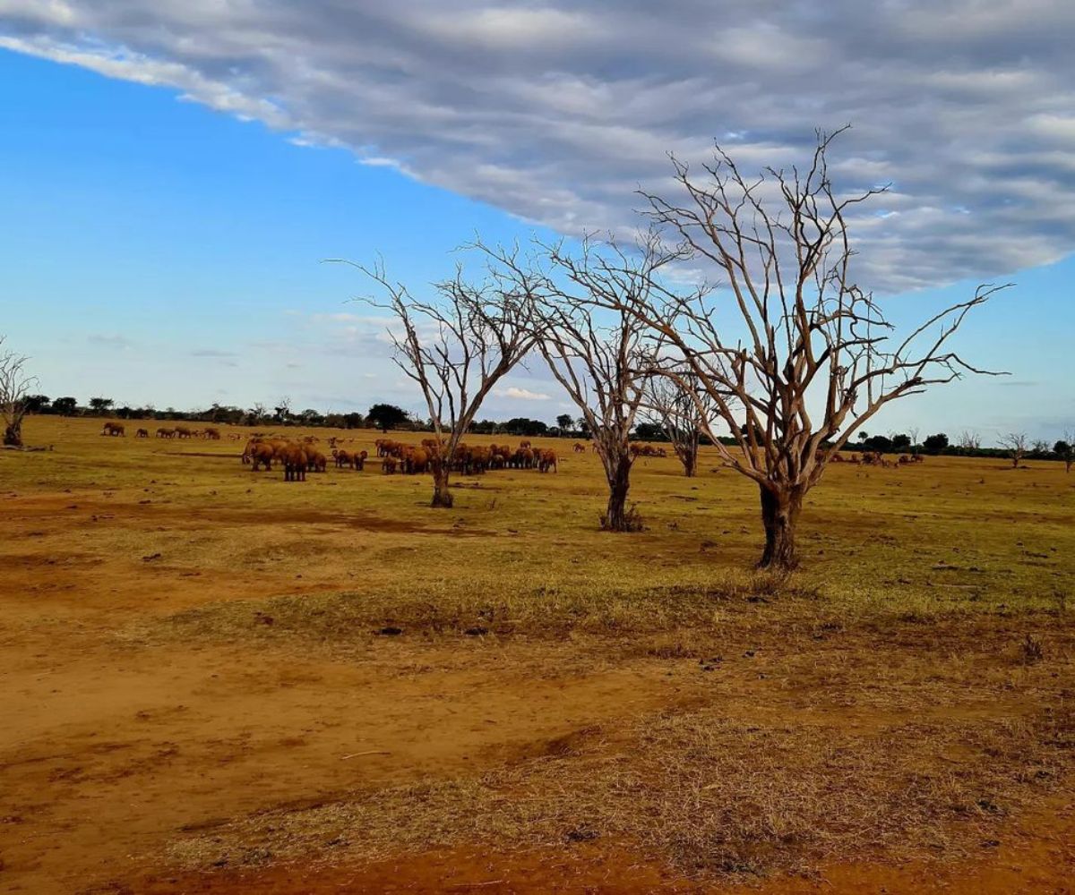 Tsavo National Park