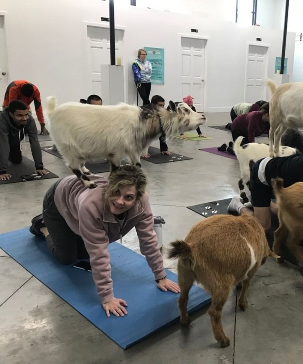 Goat Yoga Game